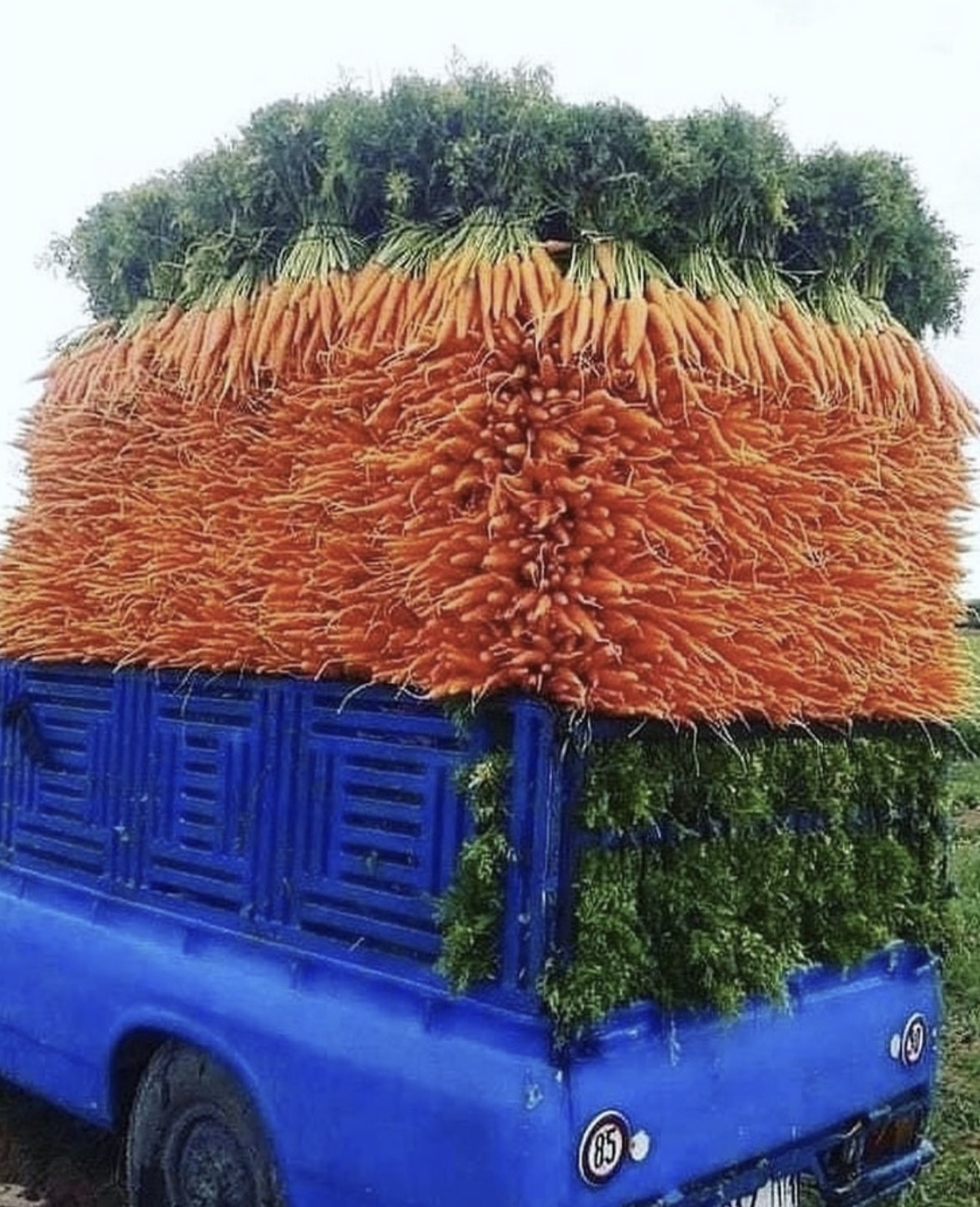 haaland carrot - 20